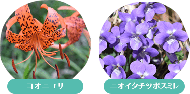 天山上宮植物イメージ